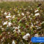 Cotton Yarn Manufacturer