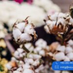 Organic Cotton Yarn Suppliers in India