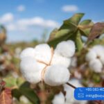 Recycled Cotton Yarn Manufacturers